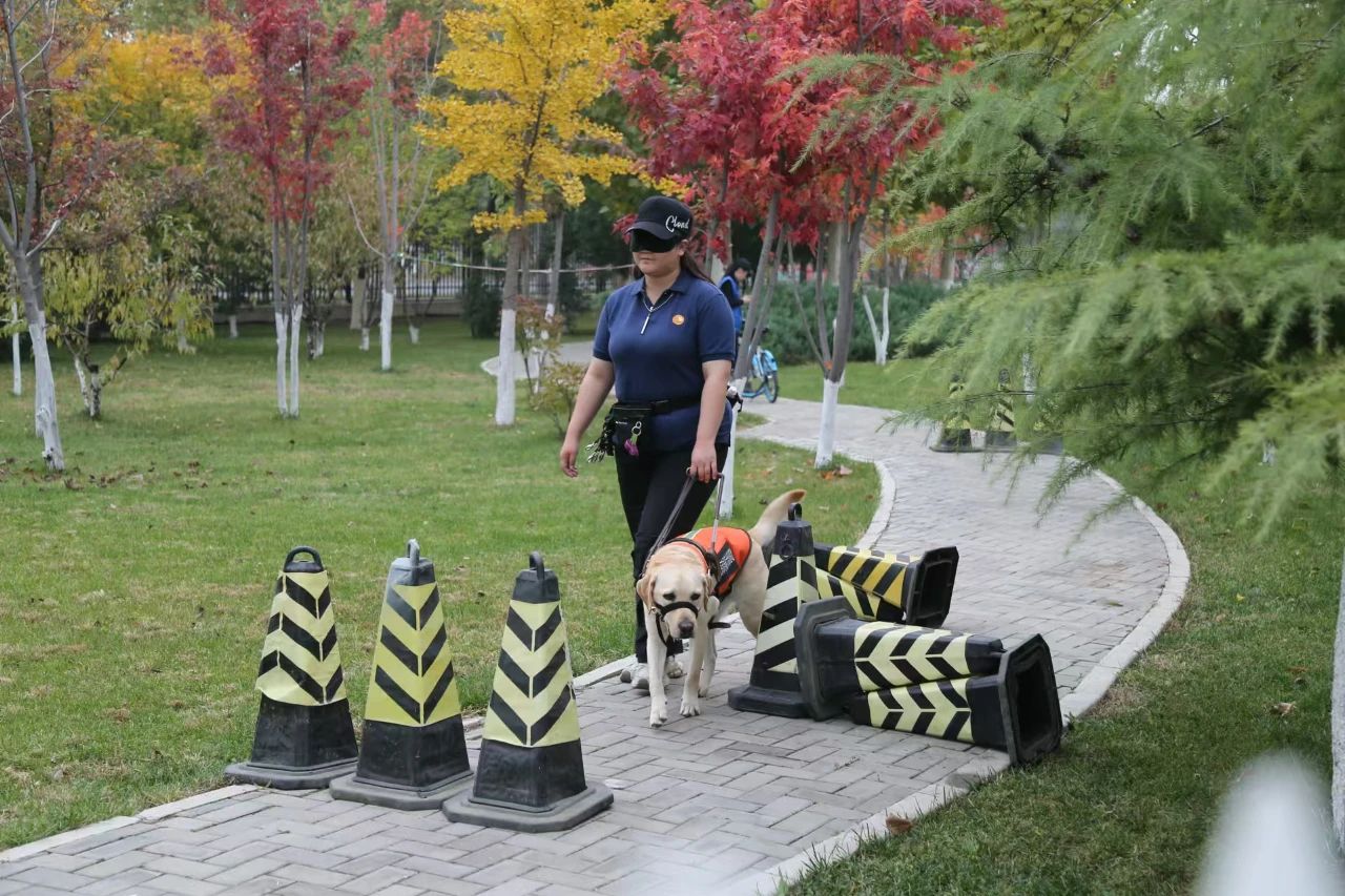 图为训练师在基地训练导盲犬